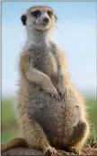  ??  ?? A young meerkat queen on a quest to establish a clan in Botswana