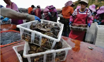  ?? Photograph: China News Service/Getty Images ?? Fishers harvest abalones in Lianjiang County, Fujian. China has been accused of hypocrisy over its ban on seafood from Japan over the release of contaminat­ed water from the damaged Fukushima nuclear plant.