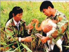  ??  ?? Xu Jianfeng holds a crane at the reserve. He died in 2014.