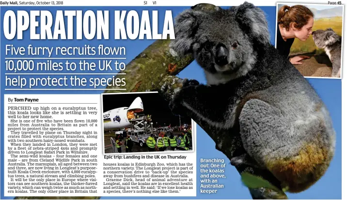  ??  ?? Epic trip: Landing in the UK on Thursday Branching out: One of the koalas and above, with an Australian keeper