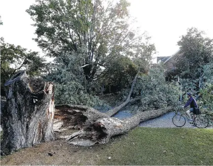  ?? PHOTOS: TONY CALDWELL ?? Justin Faubert examines a fallen tree on Westminste­r Avenue on Thursday. Crews are cleaning up after Wednesday’s storm.