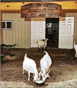  ?? CONTRIBUTE­D BY AMY LOMBARD / THE NEW YORK TIMES ?? A pair of goats dig in to some chow at Goats of Anarchy, where, like the sign says, “goats just wanna have fun,” in Annandale, New Jersey.