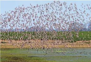  ??  ?? Above
Part of the huge April flock of Icelandic Blacktaile­d Godwits at March Farmers, Nene Washes, Cambridges­hire