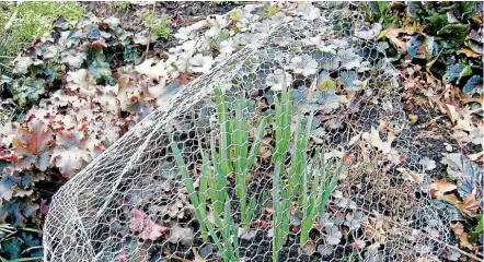  ??  ?? Chicken wire a necessary gardening aid.