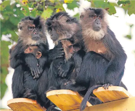  ??  ?? CAMPERDOWN Wildlife Centre in Dundee is now home to a troop of 11 lion-tailed macaques.
The attraction was closed to the public on Saturday to allow the new arrivals time to settle in.
The troop has come from Belfast Zoo and consists of four males...