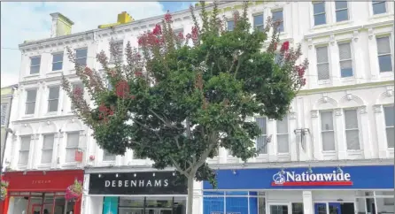  ??  ?? The crepe myrtle which has flowered in the city centre