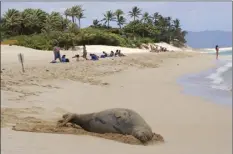  ?? AP file photo ?? A monk seal rests on the beach in Pupukea, Hawaii, July 20, 2018. Federal officials say the population of endangered Hawaiian monk seals has surpassed a level not seen in more than two decades. National Oceanic and Atmospheri­c Administra­tion officials this week said that the seal population has steadily increased over the past two years.