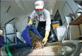  ?? LI HANCHI / XINHUA ?? A worker pours river snails — a key ingredient in making local specialty — into water to clean them at a workshop in Liuzhou, Guangxi Zhuang autonomous region, in September.