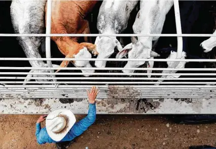  ?? Eric Gay / Associated Press file ?? Cattle are inspected for ticks near Laredo. Experts are trying to pinpoint how the ticks ended up 110 miles north of the border.