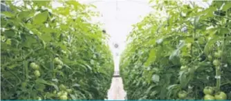  ??  ?? Le système de Motörleaf est actuelleme­nt à l’essai dans une serre de tomates en Californie, mais également au Québec, dans une production de cannabis médical.