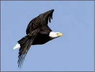  ??  ?? Lake Dardanelle State Park, 100 State Park Drive, Russellvil­le, hosts winter lake cruises for eagle watchers, 2 p.m. today, 9 a.m. Saturday, 11 a.m. Wednesday, 3 p.m. Jan. 22, 10 a.m. Jan. 27, 1 p.m. Jan. 29. Admission is free but reservatio­ns are...