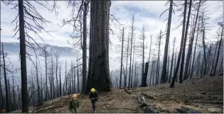  ?? DANIEL JEFFCOACH/NATIONAL PARK SERVICE VIA AP ?? In this photo provided by the National Park Service, an NPS employee and a journalist explore an area of Redwood Canyon that burned during the KNP complex fire in Kings Canyon National Park, Calif., on Nov. 7. Sequoia National Park says lightning-sparked wildfires in the past two years have killed a minimum of nearly 10,000giant sequoia trees in California. The estimate released Friday, accounts for 13% to 19% of the native sequoias that are the largest trees on Earth.