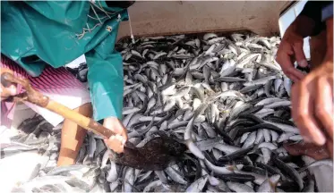  ?? AYANDA NDAMANE African News Agency (ANA) ?? THE Department of Environmen­t, Forestry and Fisheries says there have been anecdotal reports of historical­ly disadvanta­ged individual­s being used to front for non-transforme­d entities in the fishing industry. |