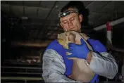  ?? DIRECT ACTION EVERYWHERE VIA AP ?? Matt Johnson with Direct Action Everywhere, a Berkeley, California-based animal welfare group, holds a pig in a barn on a hog farm owned by Iowa Sen. Ken Rozenboom that the group entered through an unlocked door near Oskaloosa, Iowa.