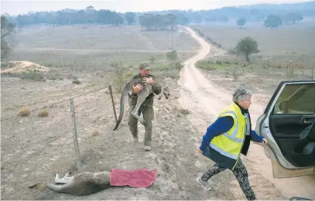  ??  ?? Marcus Fillinger, un rescatista, carga a un canguro quemado en los incendios en Australia, en esta imagen del pasado 4 de febrero.