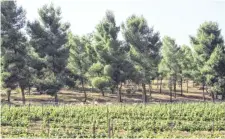  ?? MICHELE CHABIN, USA TODAY ?? In Israel’s Yatir Forest on the edge of the Negev Desert, pine trees have survived on as little as 100 mm of annual rainfall.