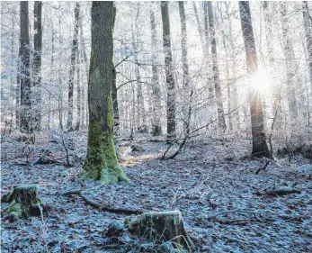  ?? FOTO: GABY WOJCIECH/IMAGO IMAGES ?? Damit der Wald im Land dem Klimawande­l trotzen kann, fordern die Grünen ein Umdenken. Die Gesundheit des Ökosystems soll an erster Stelle stehen.