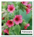  ?? ?? Pulmonaria