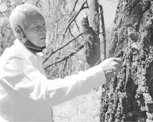  ?? /TOMÁS BAÑOS ?? Bosques secos en Tlaxcala por plagas en coníferas