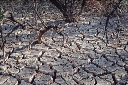  ?? PHOTOS BY MARK HENLE/THE REPUBLIC ?? Mesquite trees on Peter Else’s property died after they were buried by more than 3 feet of clay sediment during flooding in 2017 along the San Pedro River.