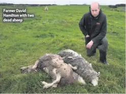  ??  ?? Farmer David Hamilton with two dead sheep