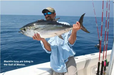  ??  ?? Blackfin tuna are biting in the Gulf of Mexico.