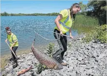  ?? JOHN RENNISON THE HAMILTON SPECTATOR ?? Ashley Currie, left, and Kayla Bailey collect dead carp from the lake at Valens Lake Conservati­on Area.