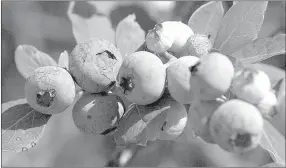  ?? PHOTO BY UA DIVISION OF AGRICULTUR­E ?? The blueberry variety named ‘Norman’ is the third variety developed and released by the University of Arkansas fruit breeding program.