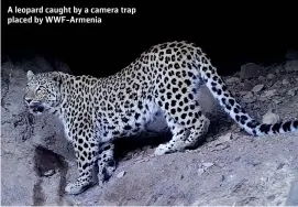  ??  ?? A leopard caught by a camera trap placed by WWF-Armenia