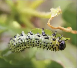  ?? Picture: GARDEN ORGANIC/ PA ?? Gooseberry sawfly caterpilla­r