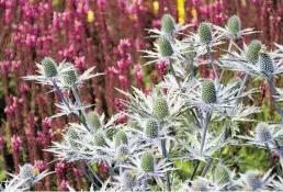  ?? BILD: GMH/MARKUS HIRSCHLER ?? Platzhirsc­h: Das Alpen-Mannstreu (Eryngium alpinum) "indet im Steppen-Salbei (Salvia nemorosa) den per"ekten Partner "ür starke Farbkontra­ste.