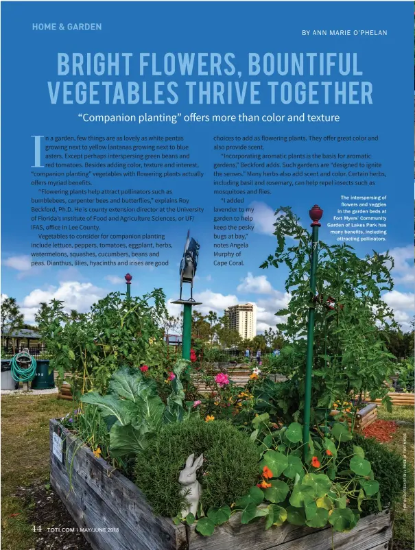  ??  ?? The interspers­ing of flowers and veggies in the garden beds at Fort Myers’ Community Garden of Lakes Park has many benefits, including attracting pollinator­s.