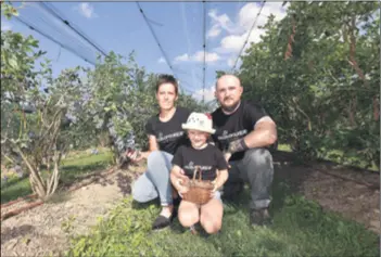  ??  ?? SVI SE BRINU O BOROVNICAM­A Posla uvijek ima, no supružnici Jasminka i Leo vole i cijene zemlju od koje žive, a svoju ljubav prema borovnicam­a prenose i na kćer Fridu