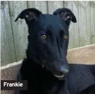  ??  ?? Frankie