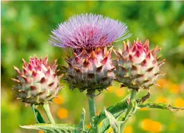  ?? ?? The beautiful flowers of the cardoon, Cynara cardunculu­s, emerge to offer a hand-sized, purple festival for bees and other pollinator­s