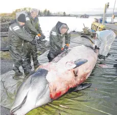  ?? FOTO: CHRISTOPH NOEVER/UNIVERSITÄ­T BERGEN/DPA ?? Opfer der Wegwerfges­ellschaft: Der tote Schnabelwa­l wird von Forschern untersucht.