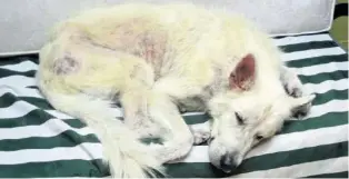  ?? TBB ?? Dieser Hund wurde trotz Hautkrankh­eit nie tierärztli­ch untersucht.