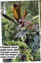  ?? ?? STRIKING: Broad paddle leaves of banana contrast with star-shaped castor oil plant