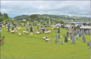  ??  ?? DISRESPECT: more than 70 sheep were found inside an ancient graveyard at Kilbrandon church in
Balvicar, Isle of Seil