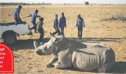  ?? Picture: Reuters ?? ‘HUMANE TECHNIQUE’. Workers aproach a tranquilli­sed rhino before dehorning it at a farm outside Klerksdorp in the North West this month.