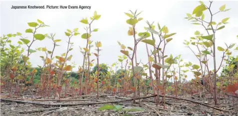  ??  ?? Japanese Knotweed. Picture: Huw Evans Agency