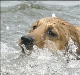  ?? FILE: GETTY IMAGES ?? Experts say letting your dog splash in the water during a heat wave helps them control their body heat. Pay attention to their appearance for signs of heat stroke.