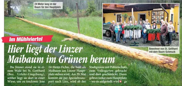  ??  ?? 24 Meter lang ist der Baum für den Hauptplatz Bewohner von St. Gotthard mit dem Baum-Schmuck