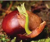  ??  ?? 1 A germinatin­g horse chestnut 1