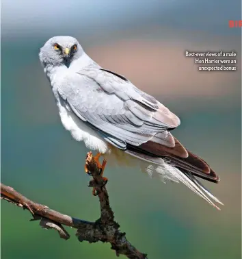  ??  ?? Best-ever views of a male Hen Harrier were an unexpected bonus