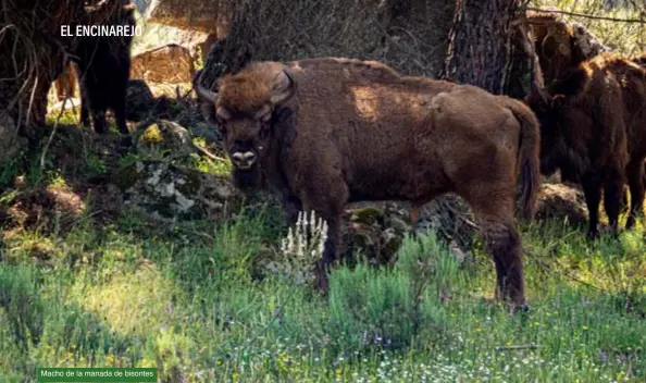  ??  ?? Macho de la manada de bisontes