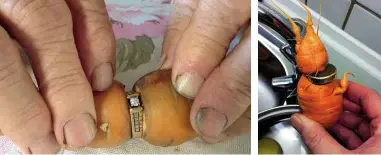  ??  ?? ABOVE LEFT: Mary Grams lost her engagement ring 13 years ago while weeding on the family farm in Alberta, Canada. ABOVE RIGHT: Another ring encircling a carrot, this one found in Germany and reunited with its unnamed owner.