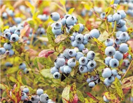  ?? Robert F. Bukaty / Associated Press file ?? Wild blueberrie­s await harvesting in Warren, Maine. Wild blueberrie­s are smaller than the more common cultivated blueberrie­s. Most of the crop is frozen.