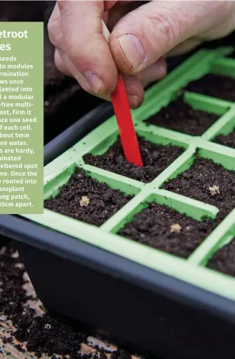  ?? ?? Sow one seed per module, so you can transplant the seedlings easily without any root disturbanc­e