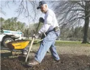  ?? STAFF FILE PHOTO ?? Larry Wheeler shovels mulch into a wheelbarro­w in 2013 while volunteeri­ng for the Civil War Trust Park Day at the Chickamaug­a and Chattanoog­a National Military Park.